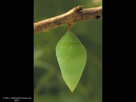 Butterfly Pupa Morpho Life Cycle Blue Morpho Butterfly Butterfly
