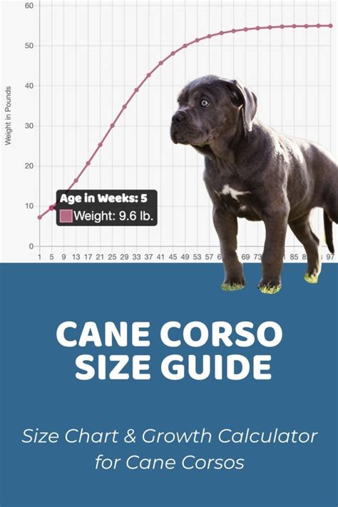 Cane Corso Size Guide Size Chart And Growth Patterns