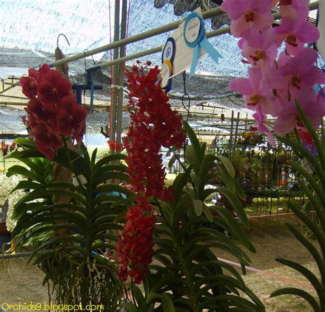 Orchids Flowers Pictures Bulbophyllum Vanda Cattleya Cymbidium ...