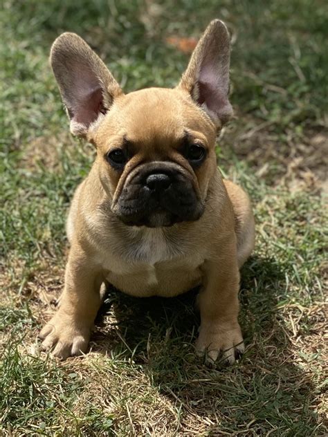 33+ Purebred French Bulldog Cost Image - Bleumoonproductions