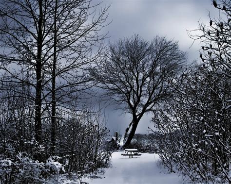 Free Images Landscape Tree Nature Forest Branch Snow Morning Frost Ice Weather