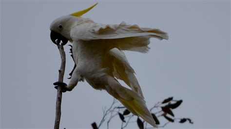 A white cockatoo holds on with everything....beak and feet...with feathers streaming in the high ...