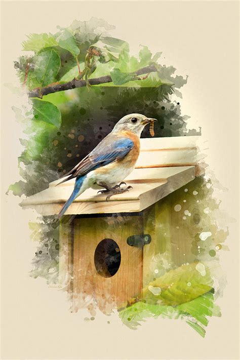 Eastern Bluebird Watercolor Art Painting By Christina Rollo