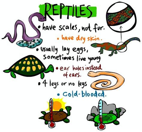 Mammals And Reptiles Differences - Pets Lovers