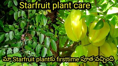 Growing STAR FRUIT At Home I How To Grow And Care Starfruit In Pot