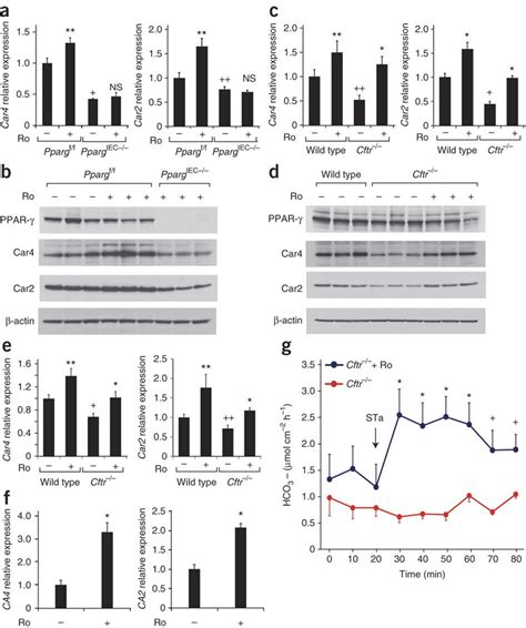 Effect Of Rosiglitzone On Car4 And Car2 Expression And Bicarbonate