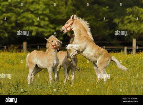 Ponys Spielen Hi Res Stock Photography And Images Alamy