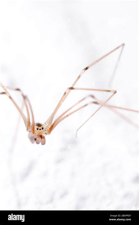 Pholcidae Pholcus Phalangioides Macro De Ara A De Bodega Ara A De