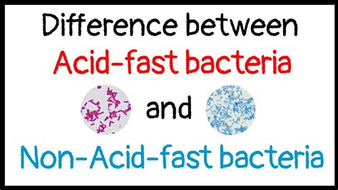 Difference Between Acid Fast And Non Acid Fast Bacteria Youtube