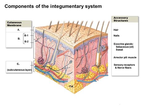 Integumentary System Diagram Diagram Quizlet