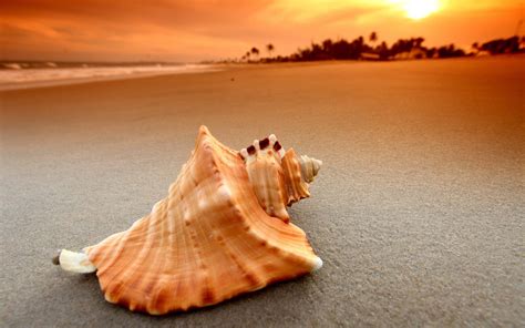 Sea Shell Wallpapers - Wallpaper Cave