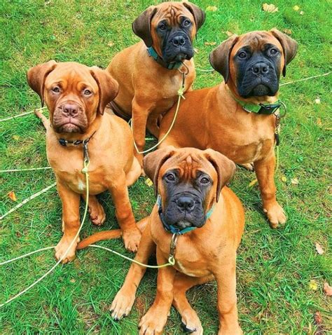 Red Bullmastiff Dog - Bullmastiff Dog Information Center