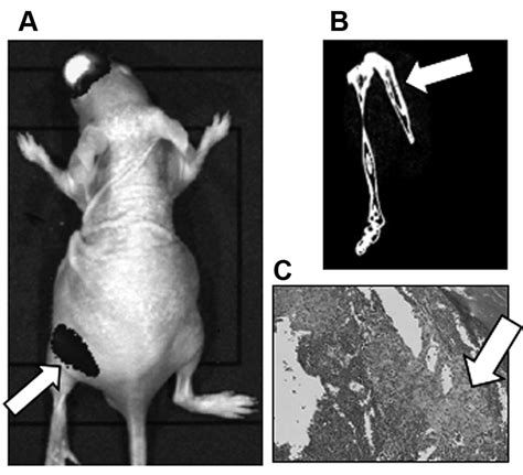 Figure 1 A Novel Near Infrared Fluorescent Protein IRFP720