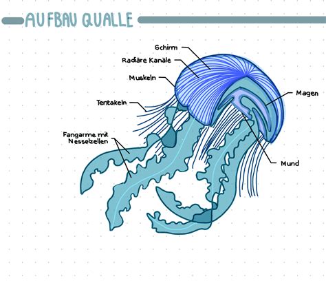 Neurophysiologie Quallen Und Quallengifte Nesselgifte