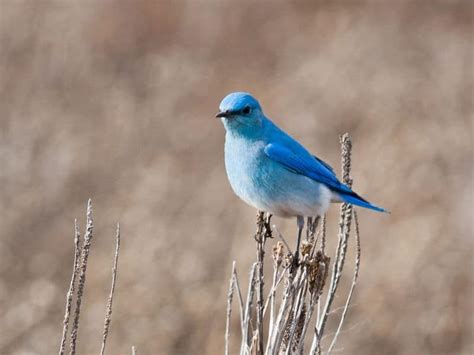 35 Backyard Birds in Nevada - Birdwatching Central