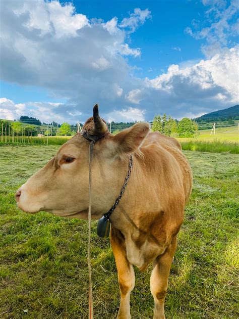 Корівка🐄Мууу