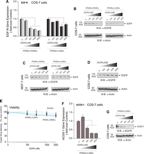 Effect Of Increasing Concentrations Of PA On EGFR Gene Or Protein