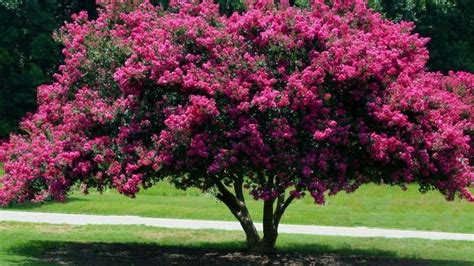 Cuándo Empieza A Florecer El árbol De Júpiter