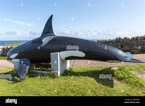 Orca Statue In Rspb Sumburgh Head Mainland Shetland Islands Scotland