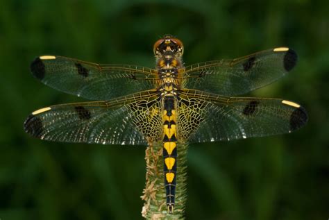 Odonata Insects