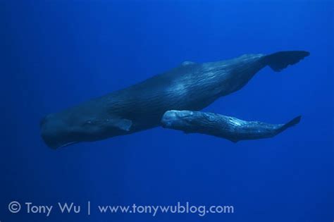 Baby Sperm Whale Swimming With Adult Whales