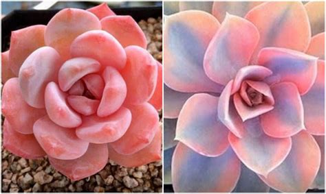 There Are Pink Succulents And We’re Totally Obsessed - Gardening Sun