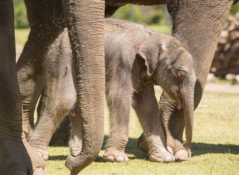 10 Endangered Species Saved From Extinction By Zoos By Taronga