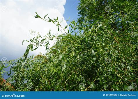 Salix Matsudana Tortuosa Is In The Garden In June Berlin Germany