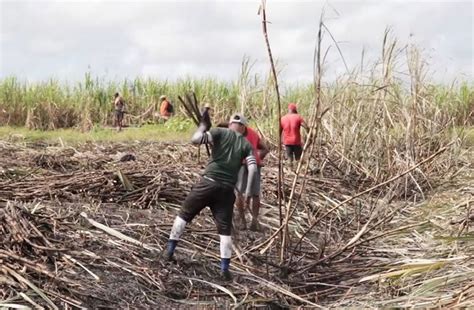 Almost Persons Gain Employment In Sugar Industry Guyana Chronicle