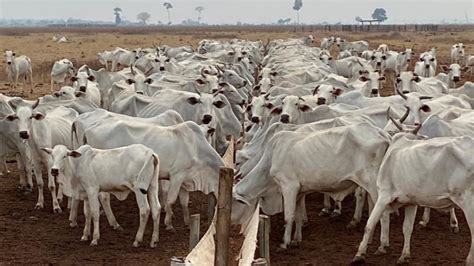 Câmara Temática de Gestão de Risco Agropecuário cria Grupos de Trabalho