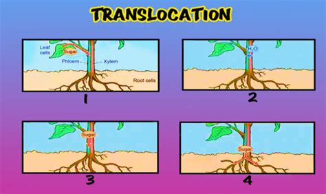 Translocation In Plants