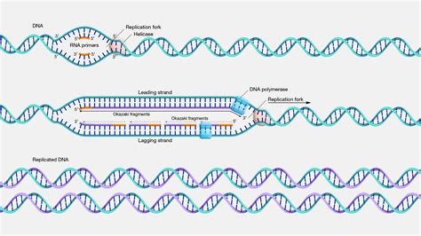 83 Secondary Structure And Replication Of Dna Chemistry Libretexts