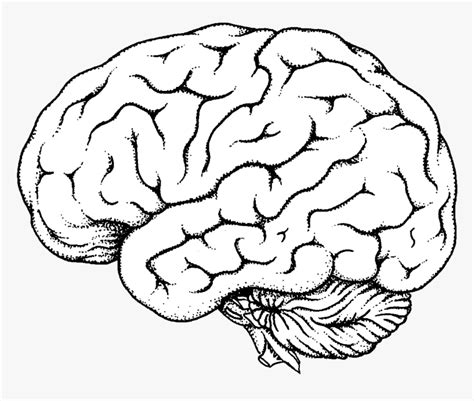 Brain Clipart Transparent Png Anatomical Brain Line Drawing Png