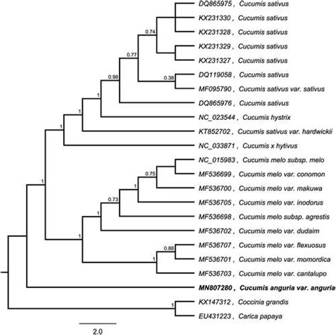 Full Article The Complete Chloroplast Genome Of Cucumis Anguria Var