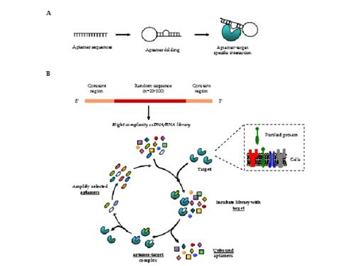 Schematic Representation Of Selex Technology The Rnadna Aptamer