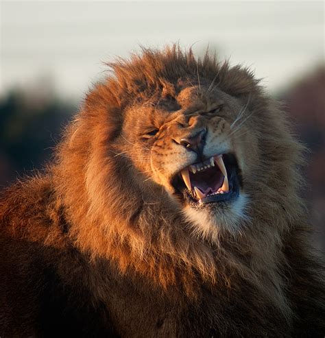 Fierce Lion At The Yorkshire Wildlife Park With A Few Frie Flickr