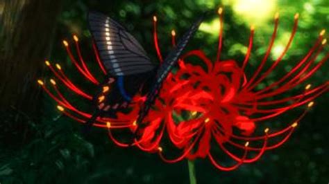 The Meaning of the Red Spider Lily in Anime, Explained (With 7 Examples ...