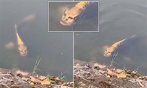 Peixe Rosto Humano é visto nadando no lago de uma vila na China