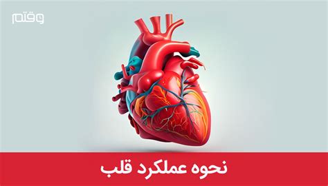 عملکرد قلب چگونه است؟ ️ علت و درمان بیماری های قلبی