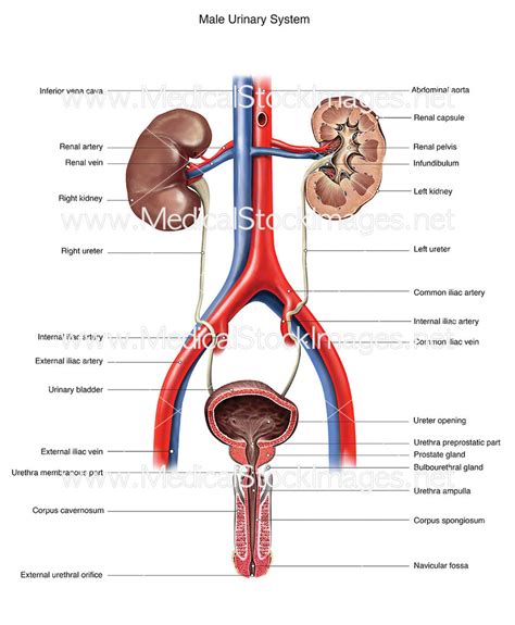 Female Urinary System Renal Artery