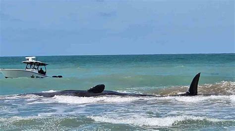 Efforts to Save Beached Sperm Whale in Venice Beach – Davidson News