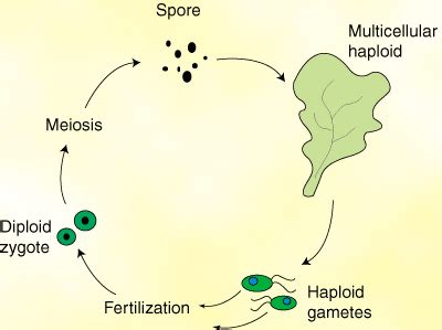 Protista Algae