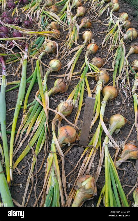 Home Grown Onions Hi Res Stock Photography And Images Alamy