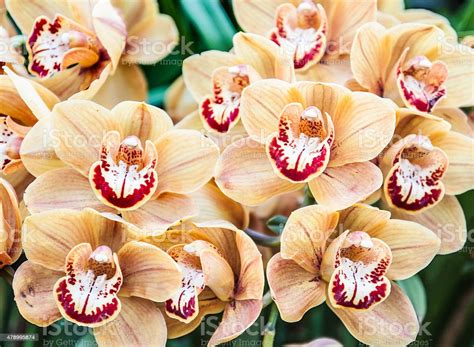 bunga anggrek foto stok  gambar  alam anggrek bunga