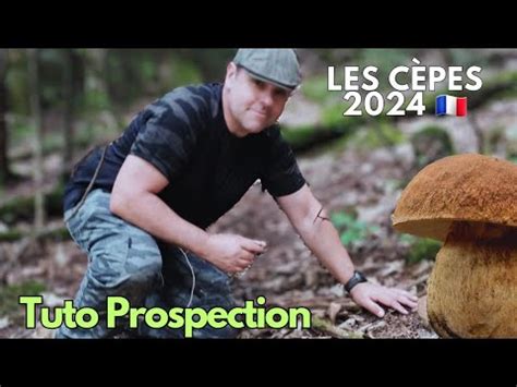 Cèpes 2024 où quand comment cepes asmr nature YouTube