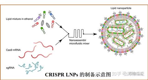 药物递送（三）——mrna疫苗递送技术（lnp） 知乎