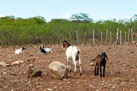 Cabras na Região do Cariri Cabaceiras Paraíba Animais Imagem