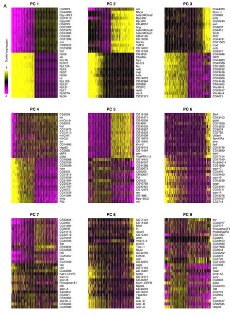 Figures And Data In Testis Single Cell Rna Seq Reveals The Dynamics Of De Novo Gene