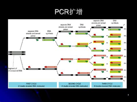 第三节 聚合酶链反应polymerase chain reaction PCR ppt download