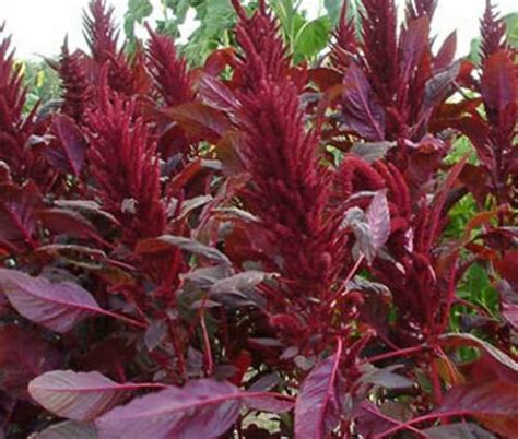 Amaranthus Red Spike Amaranthus Cruentus 1000 Bulk Ct For Germination